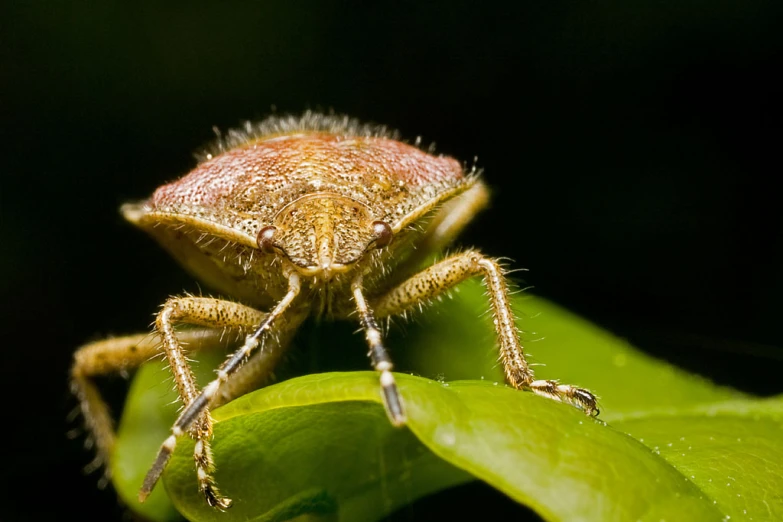 a bug sits on a leaf in a forest