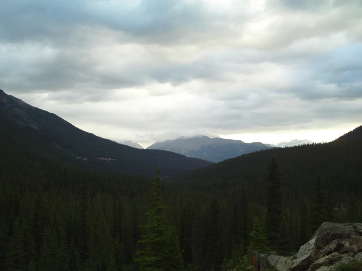 dark green forest in the background with low lying clouds