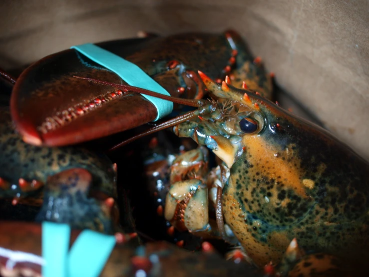 large lobster with very long, dark legs and a blue tail