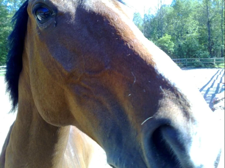 a brown horse standing in front of a wooden fence