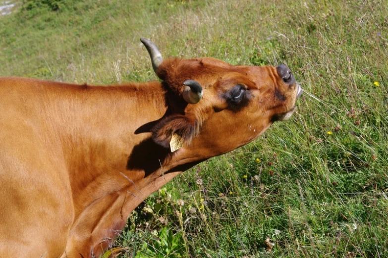 a very cute brown cow in a field near the grass
