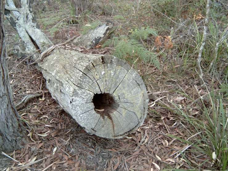 the tree is laying down outside near the woods