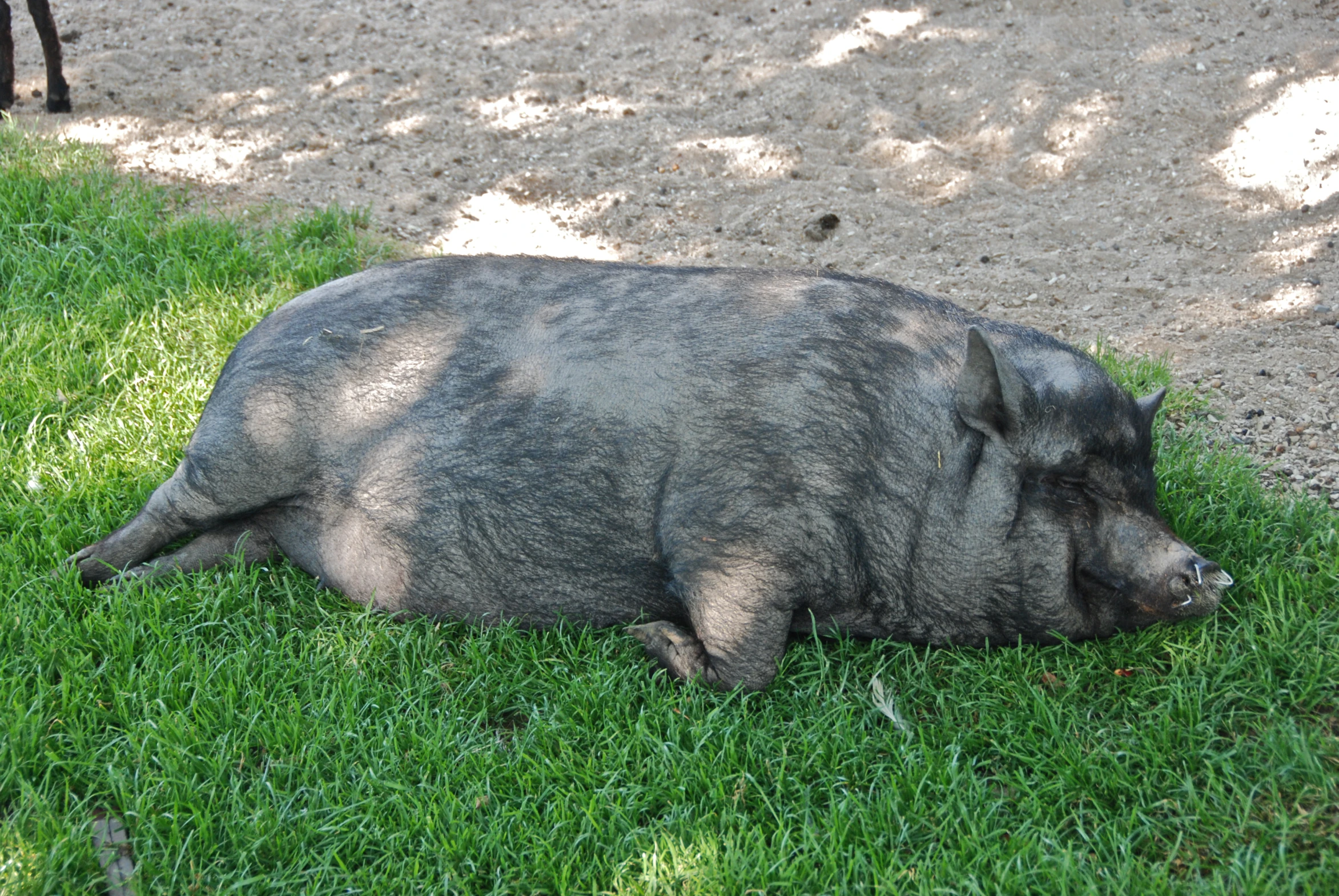 a pig is laying down in the grass