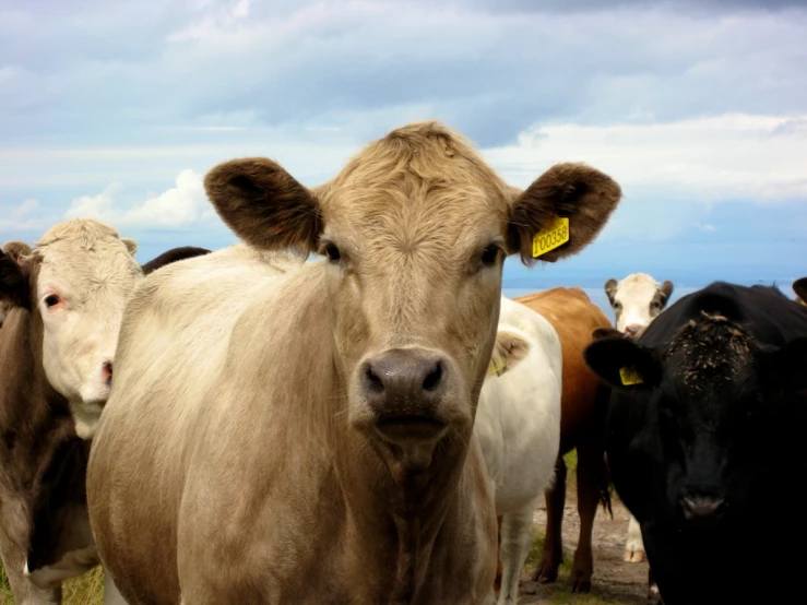 this po is of a group of cows in a field