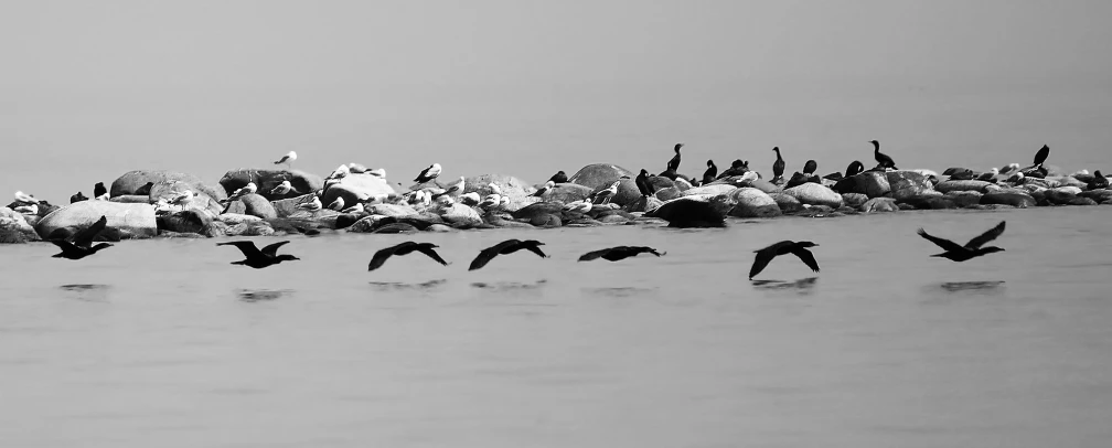 seagulls are flying over the water with rocks in the background