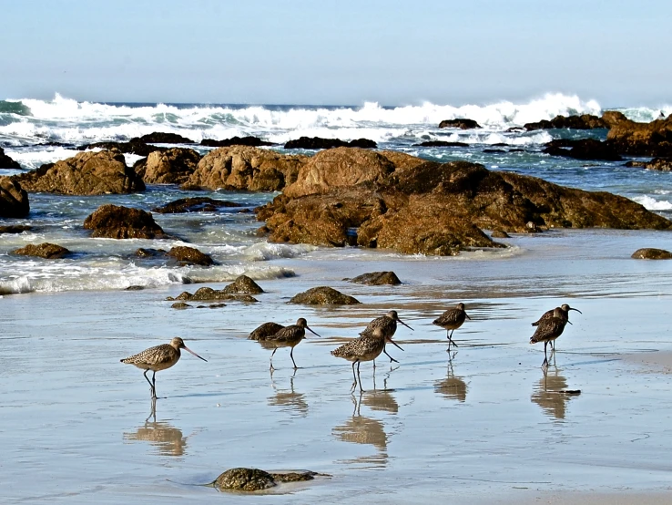 several birds are walking in the sand along the water