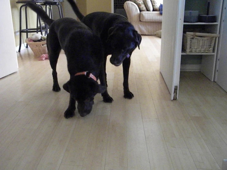 two dogs looking at soing out of the door