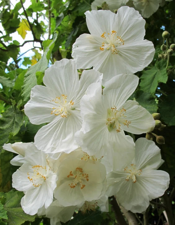 a cluster of white flowers with green leaves on them