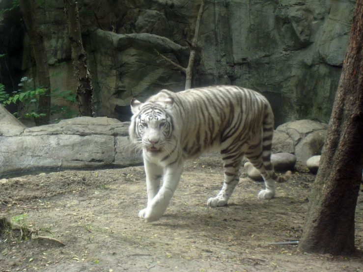 a white tiger standing on top of a dirt field