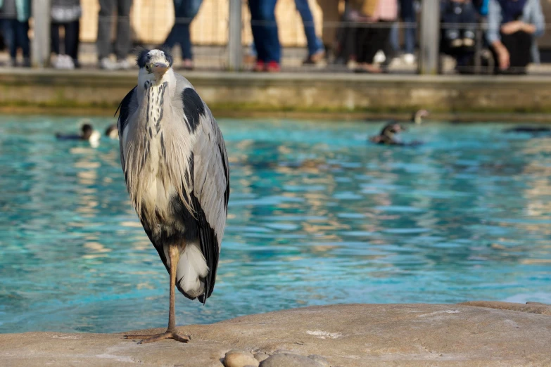 a bird is standing on top of some rocks