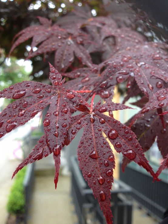 a tree with some water drops hanging off it