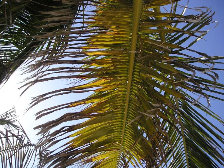 a view up to the sky through some palm trees