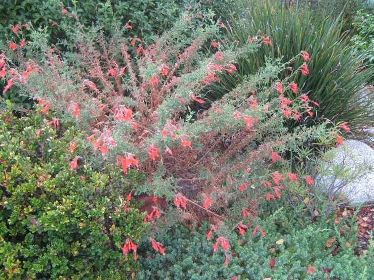 flowers and a bush in the background on a sunny day