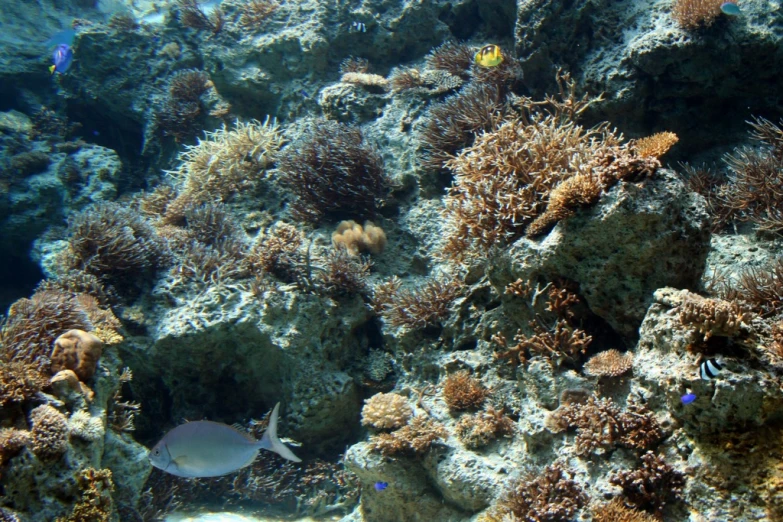 a variety of fish are swimming near some coral