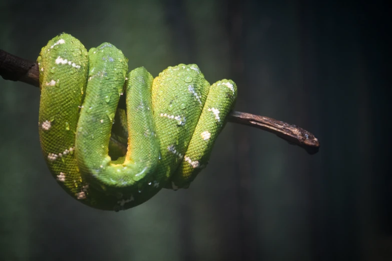 a green snake is laying down on a nch