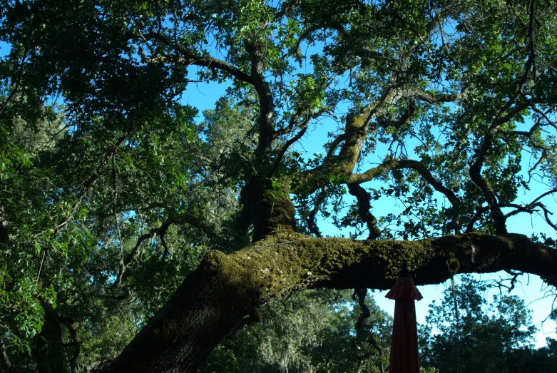 a very big pretty looking tree in the middle of some forest