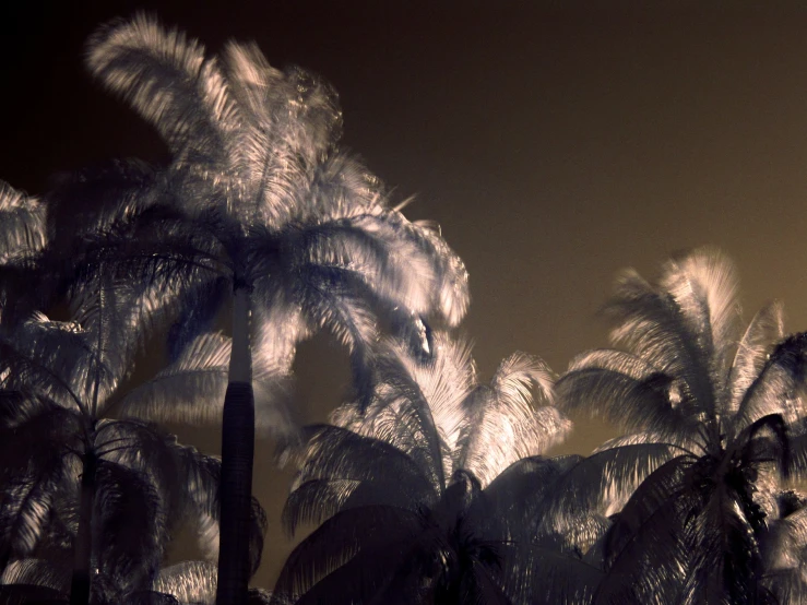 palm trees in dark and light with no clouds