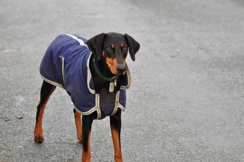 a brown dog wearing a blue jacket looking at the camera