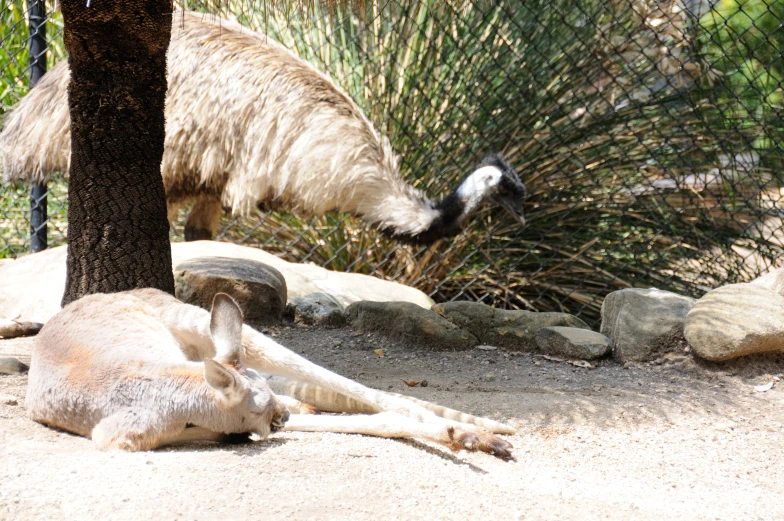 a giraffe is standing over another animal that has fallen