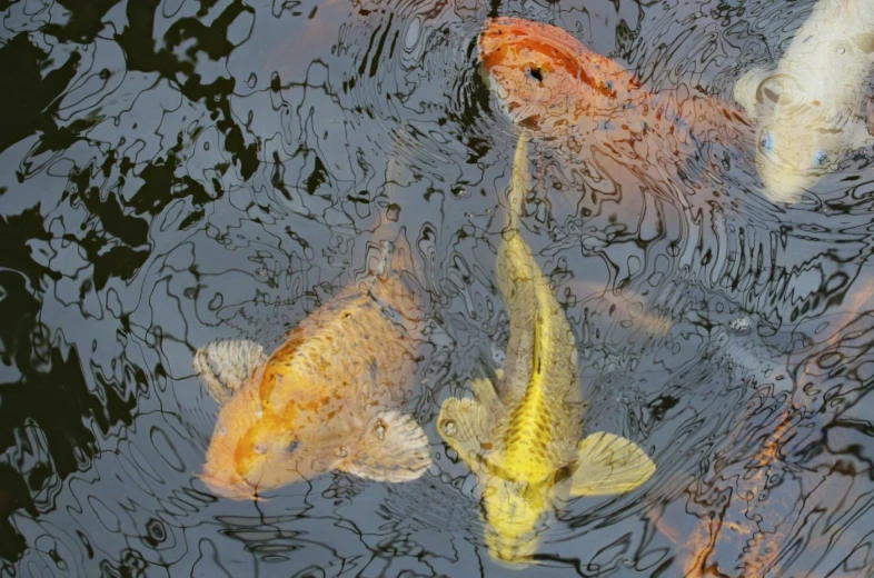 an array of colorfully painted koi are in a pond