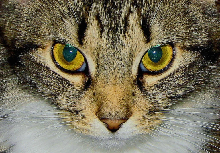 a close up of a cat's green eyes and hair