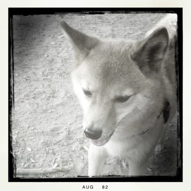 a white dog standing in dirt with his eyes closed