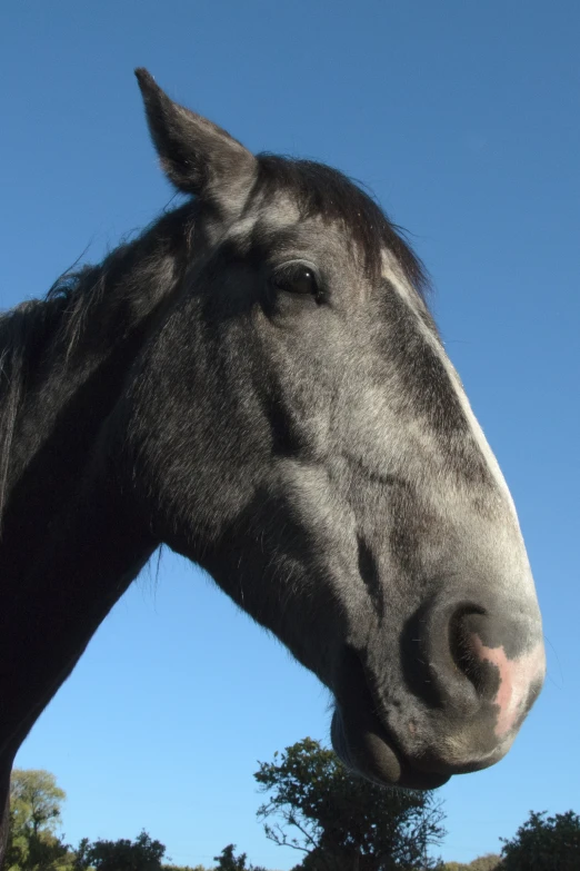 the black horse is sticking its head over the fence