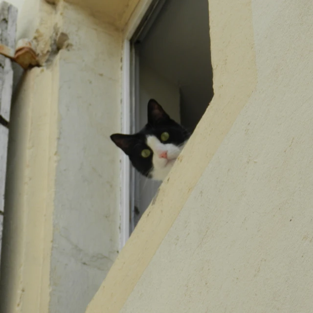 a cat looking out from inside the corner