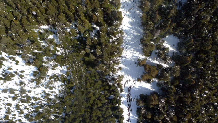 the top view of trees is shown with snow