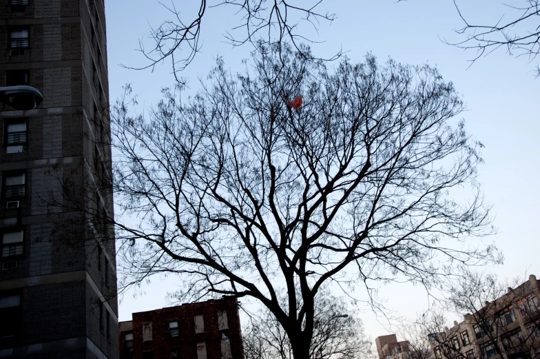 bare tree against a blue sky on a sunny day