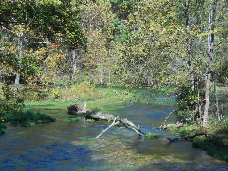 a view of trees and water near a grassy area