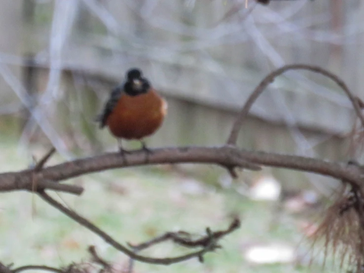 this is a small bird perched on a tree nch