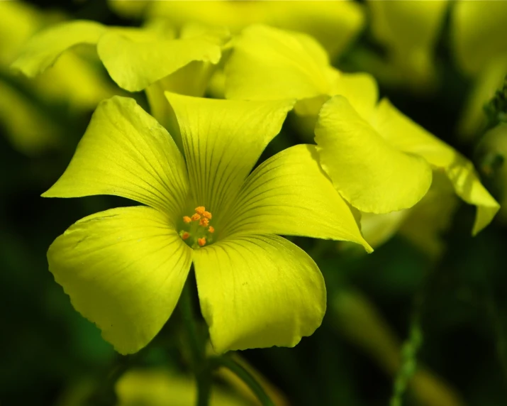 there are several bright yellow flowers blooming in the sunlight