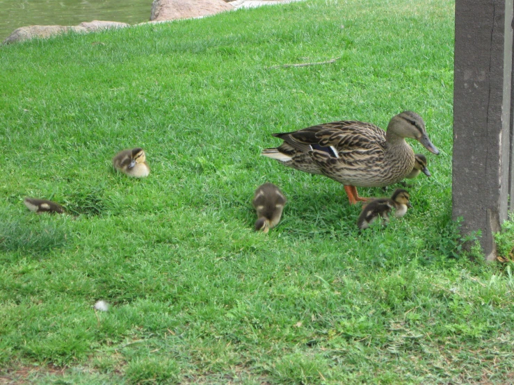 a mother duck and her chicks eating grass by a tree