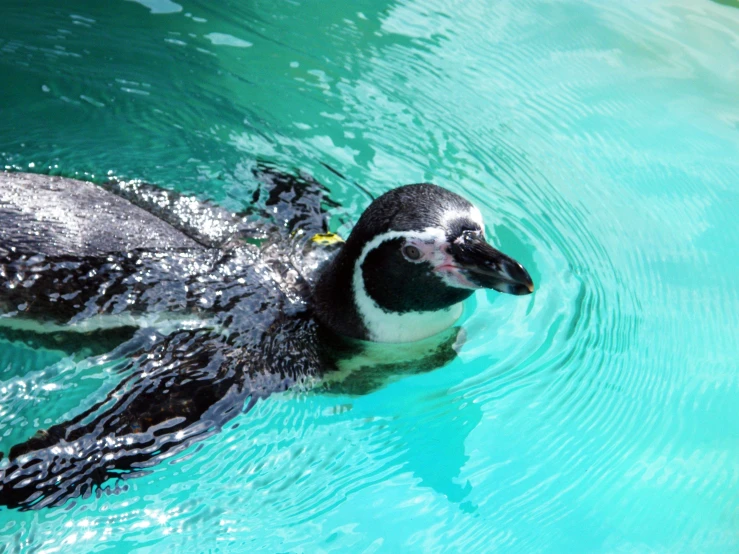 a penguin floats near the top of its head