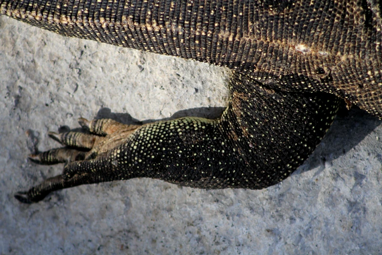 an up close picture of an animal with its head sticking out