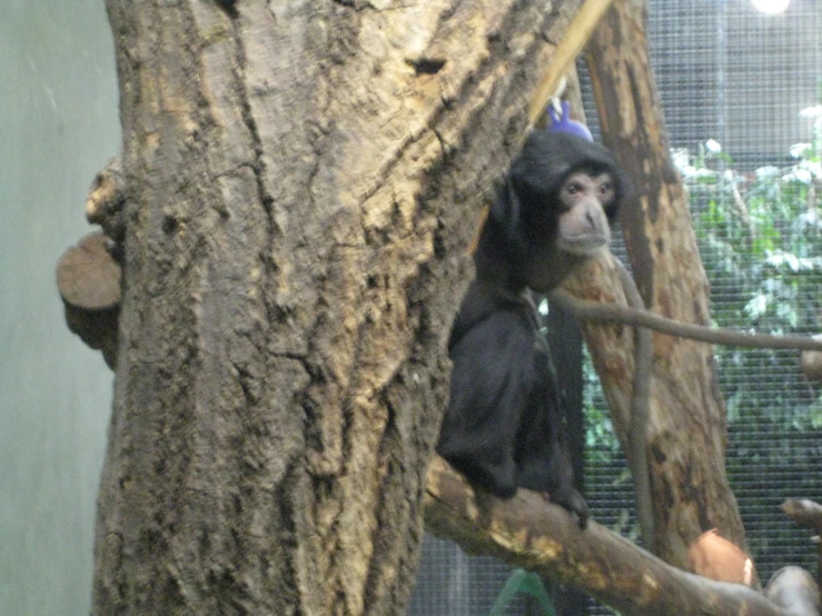 monkey sitting up on a tree nch in a cage
