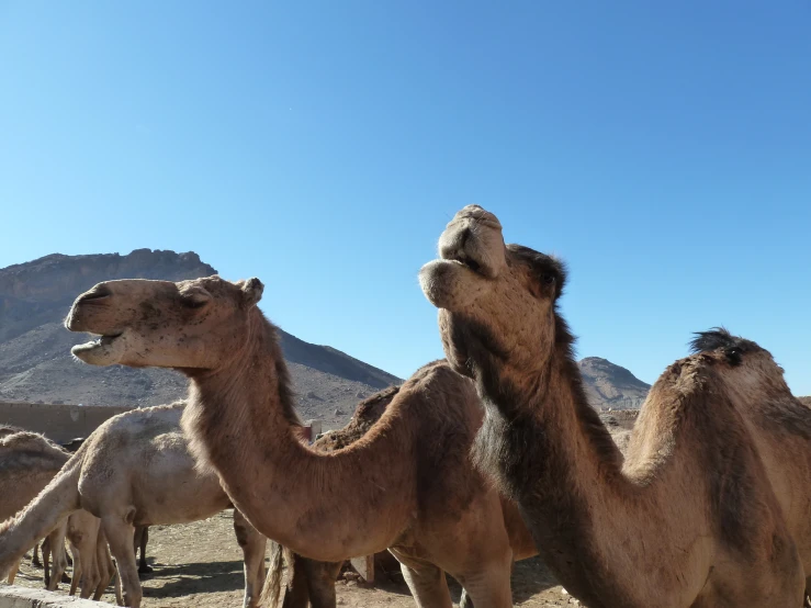 a group of camels with a mountain in the background