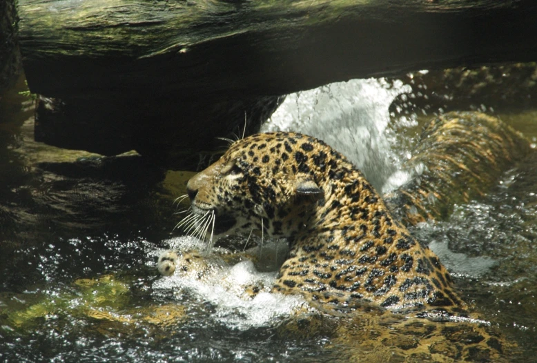 an image of a leopard at the water