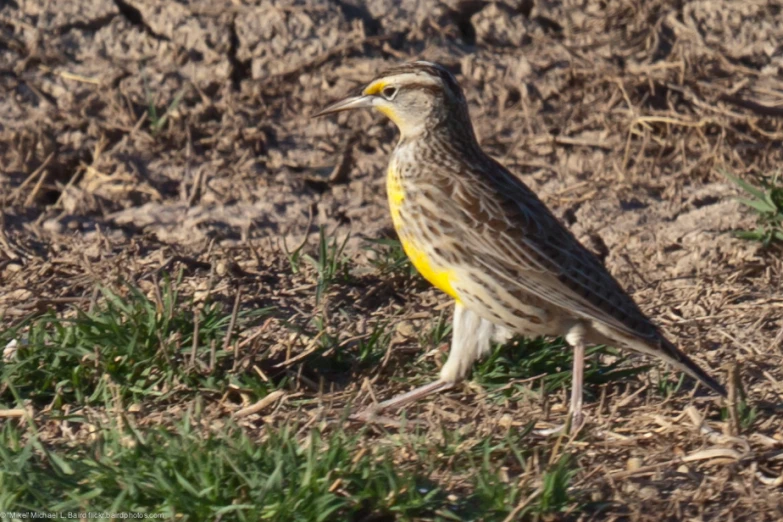 a close up of a bird in the dirt