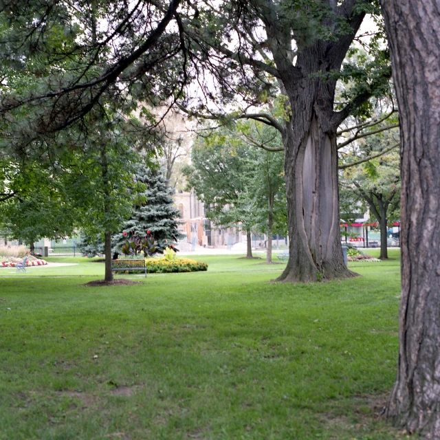 a park that has a bench under some trees