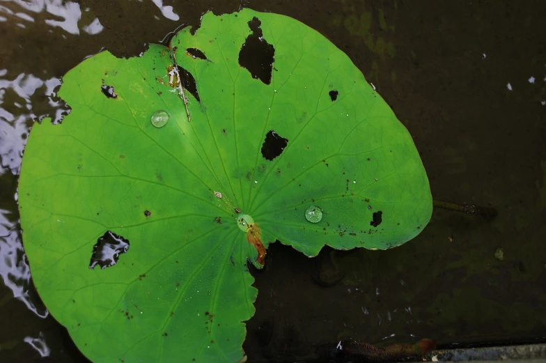 a green leaf floating on top of a lake