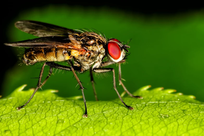 the two flies are mating on the surface