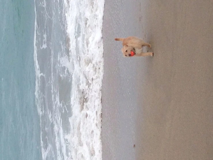 a dog on the beach with an orange ball in it's mouth