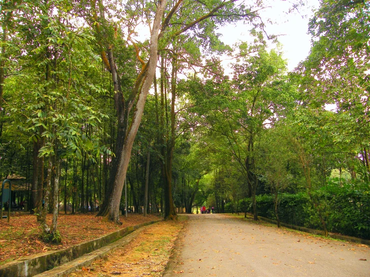 a park area with many trees and benches