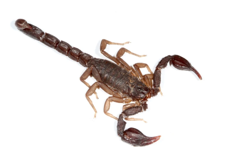 a close up view of a scorpion on white