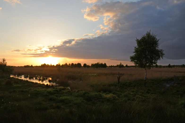 a field with some water and trees on it