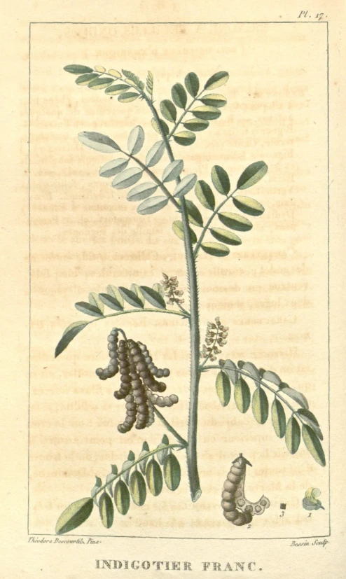 an illustration of various plants and animals on top of a page
