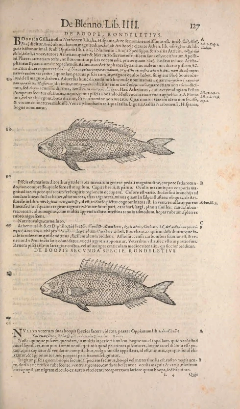 the first page of an american marine book, showing illustrations in fish - related words