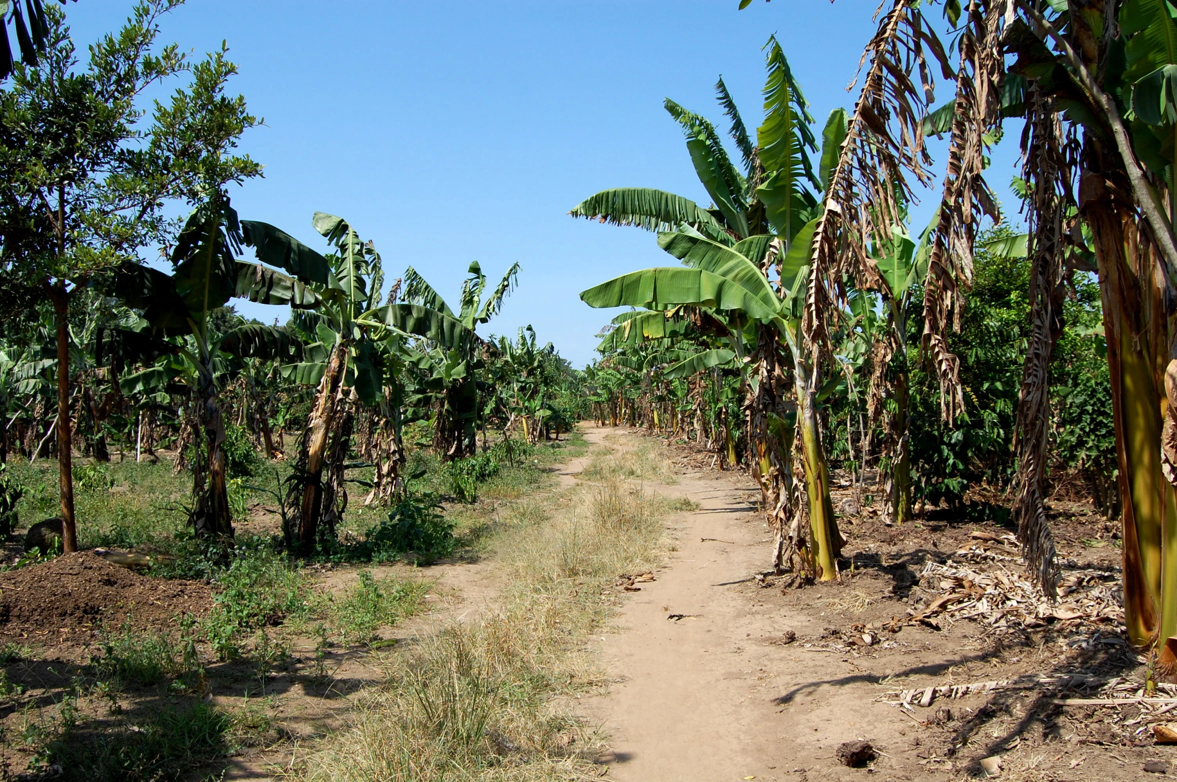 a dirt trail that has been partially covered with vegetation